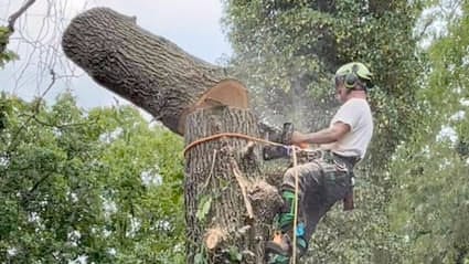 arborist cutting tree trunk
