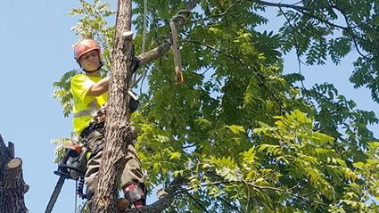 tree climber cutting branches